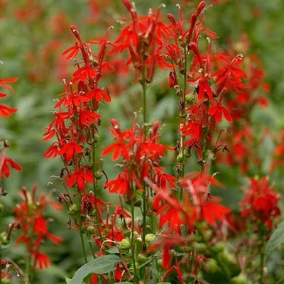 Lobelia cardinalis – Mocsári lobélia