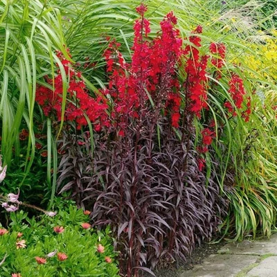 Lobelia cardinalis 'Queen Victoria' – Tűzpiros mocsári lobélia