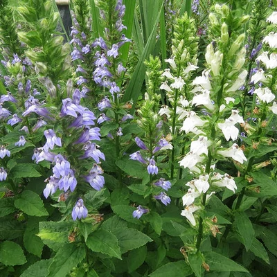 Lobelia siphilitica 'Mixture' – Mocsári lobélia (kék fehér színkeverék)