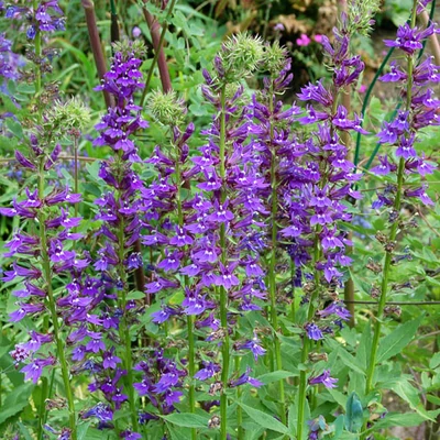 Lobelia x speciosa 'Vedrariensis' – Pompás lobélia