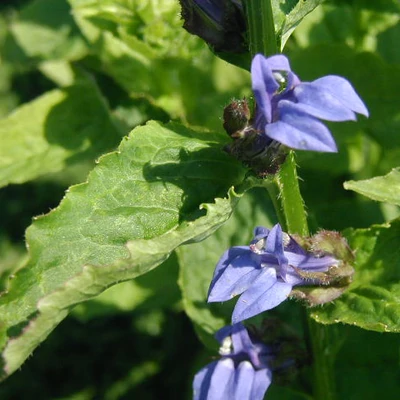 Lobelia syphilitica – Orvosi lobélia