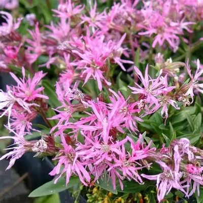 Lychnis flos-cuculi 'Nana' – Réti kakukkszegfű