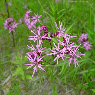 Lychnis flos-cuculi – Réti kakukkszegfű