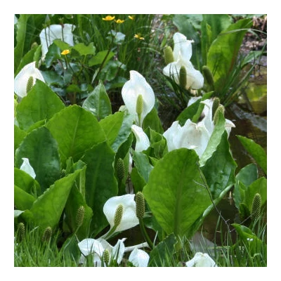 Lysichiton camtschatcense –  Fehér lápbuzogány