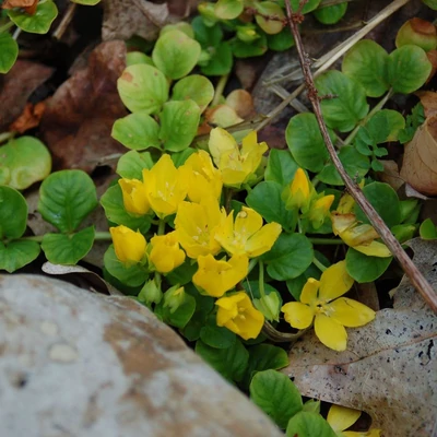 Lysimachia nummularia – Pénzlevelű lizinka