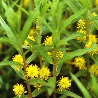 Lysimachia thyrsiflora – Fürtös lizinka