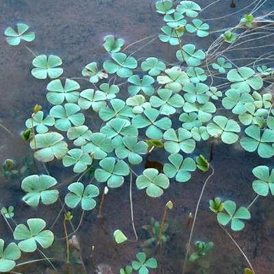 Marsilea vestita – Szőrös mételyfű, szőrös lóherepáfrány