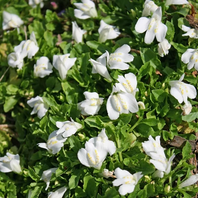 Mazus reptans – Kúszó szemölcsvirág (fehér)