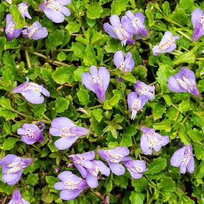 Mazus reptans – Kúszó szemölcsvirág