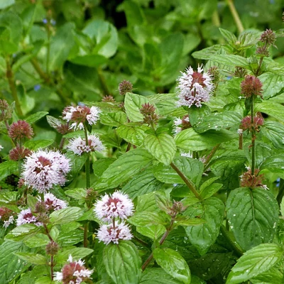 Mentha aquatica – Vízimenta