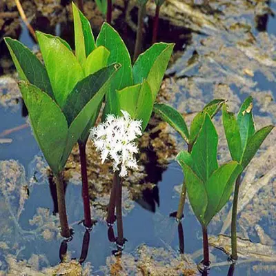 Menyanthes trifoliata – Vidrafű