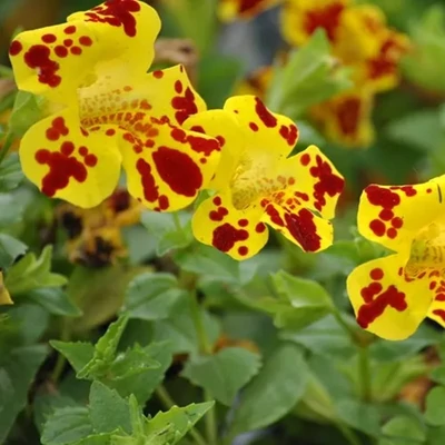 Mimulus luteus 'Grandiflora' – Chilei bohócvirág