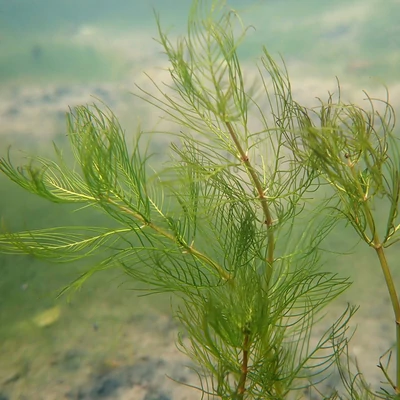 Myriophyllum verticillatum – Gyűrűs süllőhínár