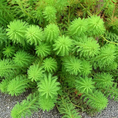 Myriophyllum proserpinacoides – Süllőhínár
