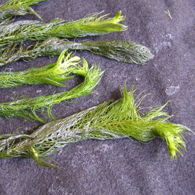 Myriophyllum scabratum – Süllőhínár