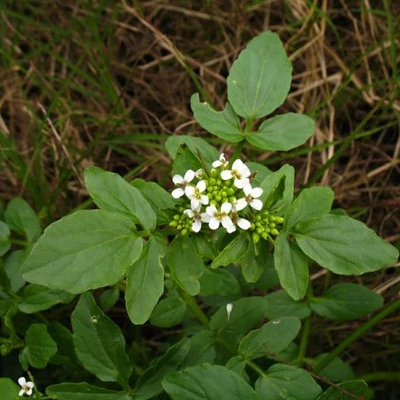 Nasturtium officinale – Vízitorma