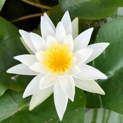 Nymphaea 'Alba' – Fehér tavirózsa