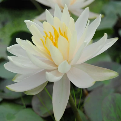 Nymphaea 'Hever White' (syn.: 'Hermine') – Fehér tavirózsa