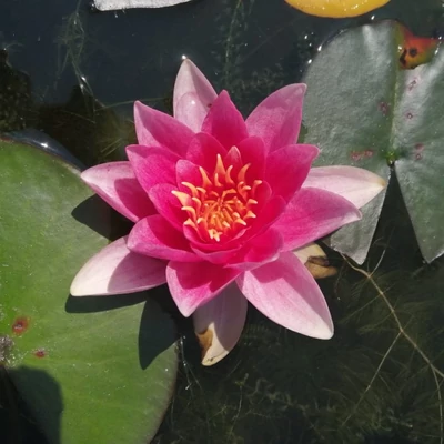 Nymphaea 'René Gerard' – Tavirózsa