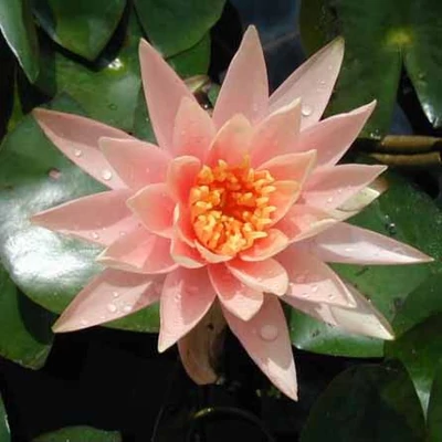 Nymphaea 'Colorado' – Rózsaszín tavirózsa