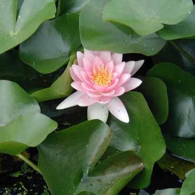 Nymphaea 'Fabiola' – Rózsaszín tavirózsa