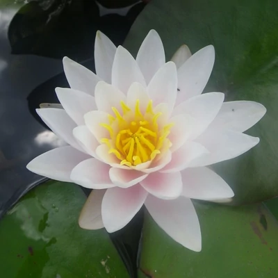 Nymphaea 'Marliacea Albida' – Tavirózsa