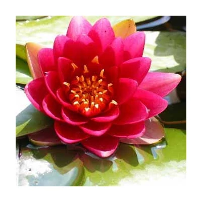 Nymphaea 'Masaniello' – Rózsaszín tavirózsa