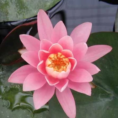 Nymphaea 'Rosea Arey' – Rózsaszín tavirózsa