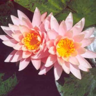 Nymphaea 'Sunny Pink' – Sárgás rózsaszín tavirózsa