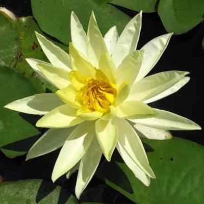 Nymphaea 'Sunrise' – Sárga tavirózsa