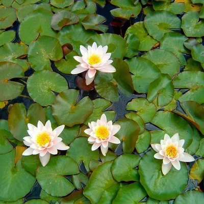 Nymphaea – Tavirózsa