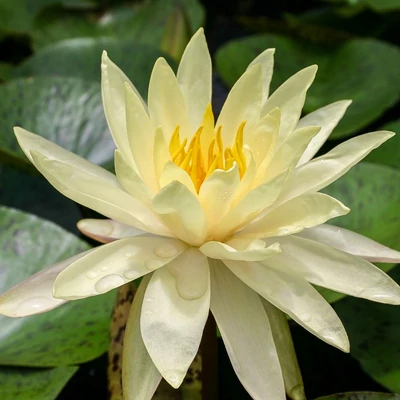 Nymphaea 'Texas Dawn' – Tavirózsa