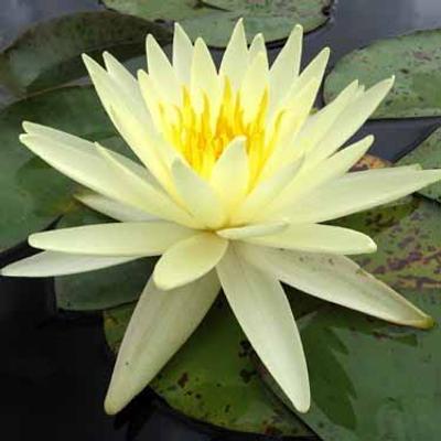 Nymphaea 'Yellow Queen' – Sárga tavirózsa