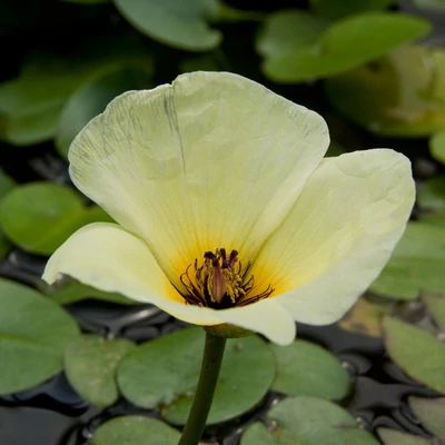 Nymphoides 'Grandiflora' – Tündérfátyol
