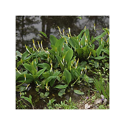 Orontium aquaticum – Vízi kontyvirág