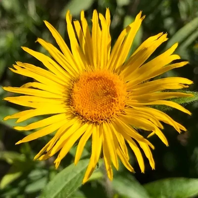Pentanema salicinum (syn.: Inula salicina) – Fűzfalevelű peremizs