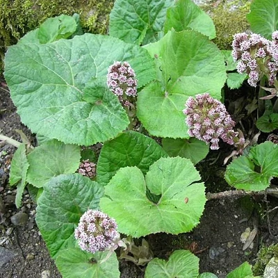 Petasites hybridus – Vörös acsalapu