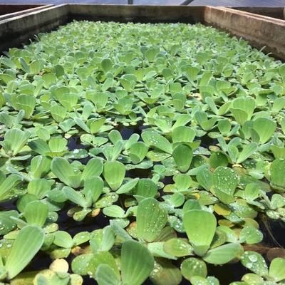 Pistia stratiotes – Vízisaláta