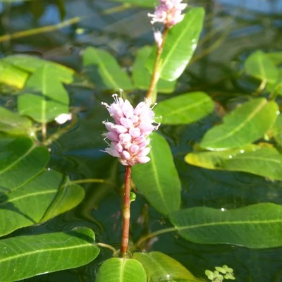 Polygonum amphibium – Vidrakeserűfű