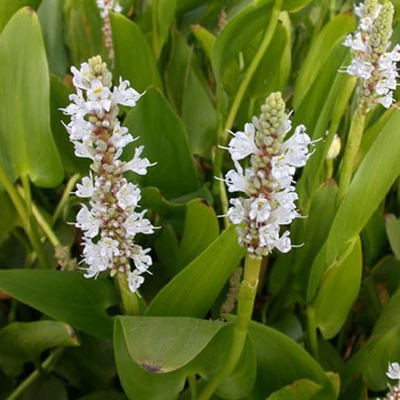 Pontederia cordata 'Alba' – Tömött sellővirág