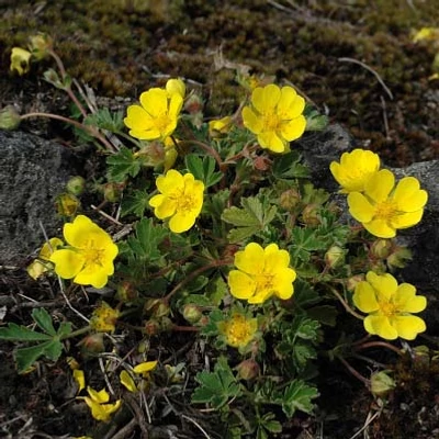 Potentilla arenaria – Homoki pimpó