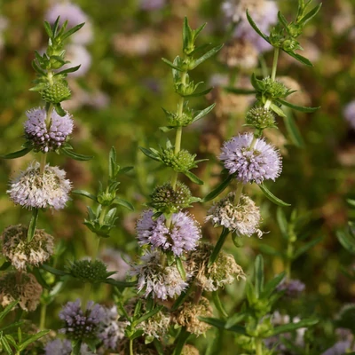 Preslia cervina 'Violett' – Angol menta