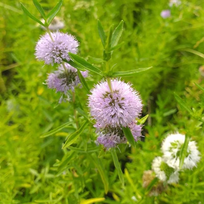 Preslia cervina – Angol menta