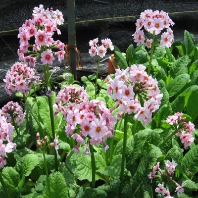Primula japonica – Japán kankalin