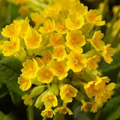 Primula veris 'Cabrillo Dark Yellow Compact' – Tavaszi kankalin