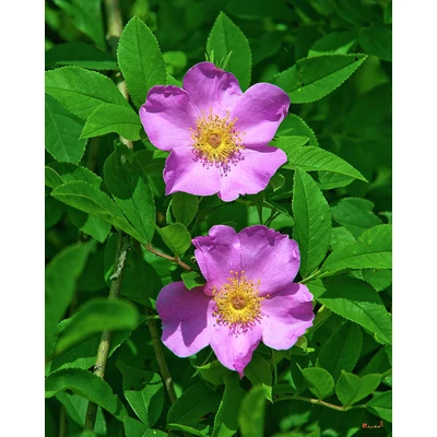 Rosa palustris – Ingoványi rózsa