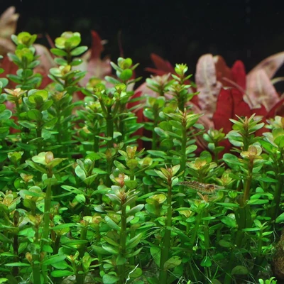 Rotala indica – 'Bonsai' rotala