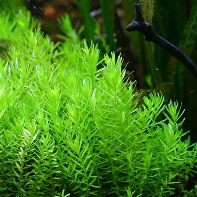Rotala rotundifolia 'Green' – Kereklevelű rotala