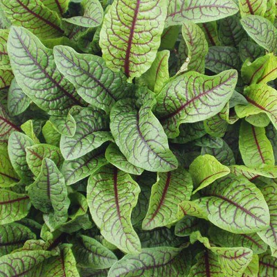 Rumex sanguinea – Vöröslő tavi lósóska