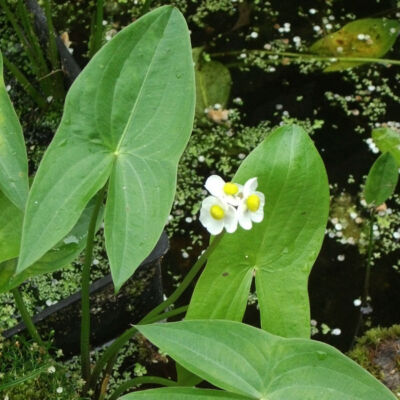 Sagittaria latifolia – Nagylevelű nyílfű